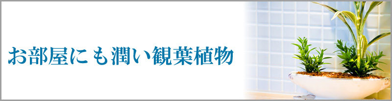 お部屋にも潤い観葉植物